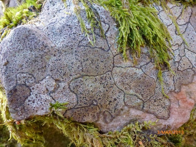 Lichens forestiers 3.3.2013 070